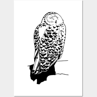 Polar owl Posters and Art